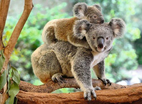 Legpuzzel 200-XXL- Koala familie.